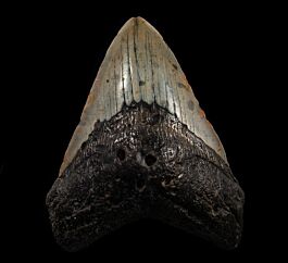 Large North Carolina ocean Megalodon tooth for sale | Buried Treasure