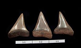 Quality Great White shark tooth from Peru for jewelry | Buried Treasure