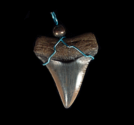 Real Great White necklace from Peru for sale | Buried Treasure Fossils