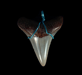 Quality Great White tooth necklace for sale | Buried Treasure Fossils