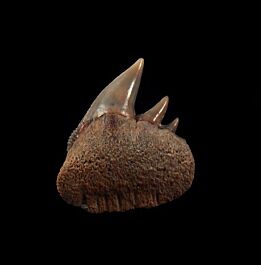 Peruvian Hexanchus tooth | Buried Treasure Fossils