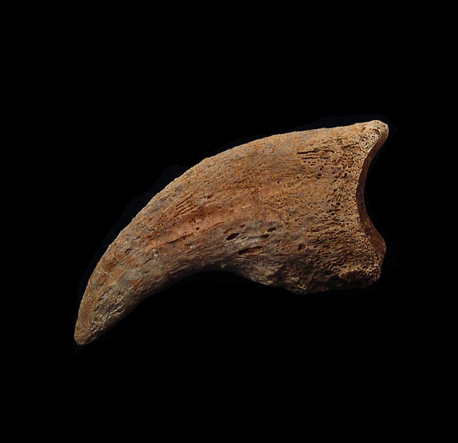 Anzu wyliei toe claw for sale Buried Treasure Fossils