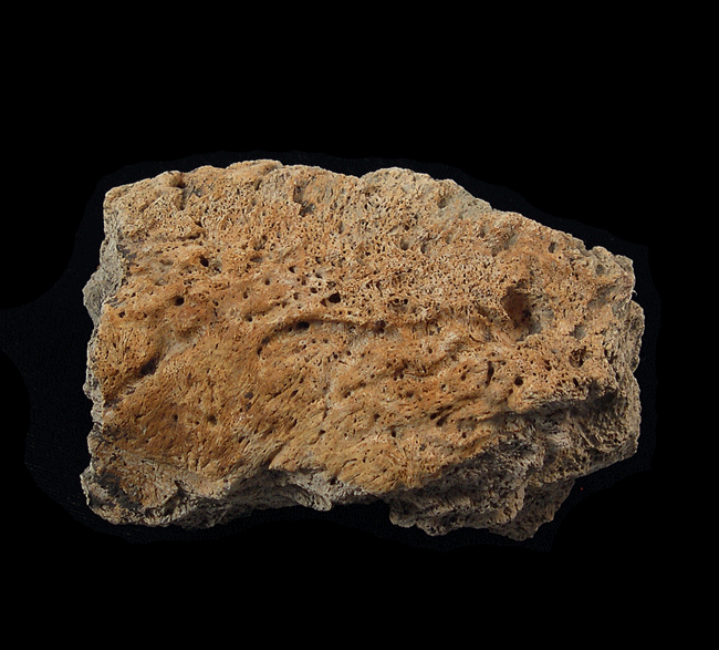 Triceratops frill section for sale | Buried Treasure Fossils
