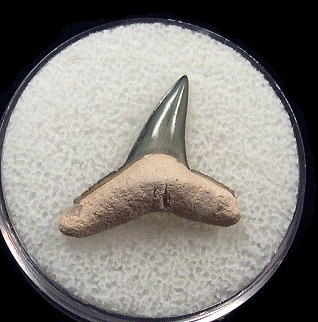 f421-1i.gif