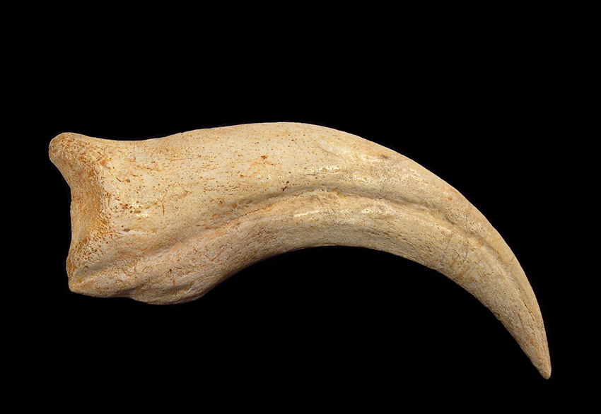 Rare Moroccan Spinosaurus hand claw for sale Buried Treasure