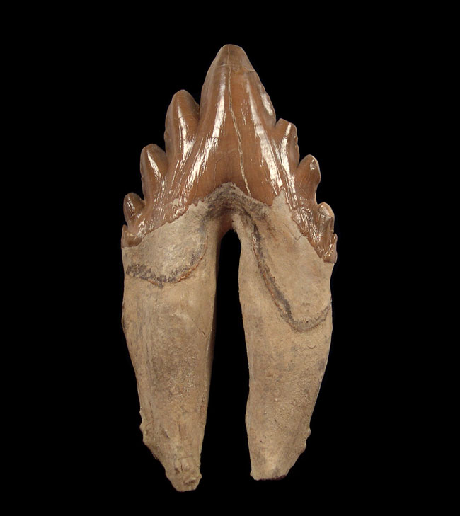 Zygorhiza kochii tooth for sale | Buried Treasure Fossils