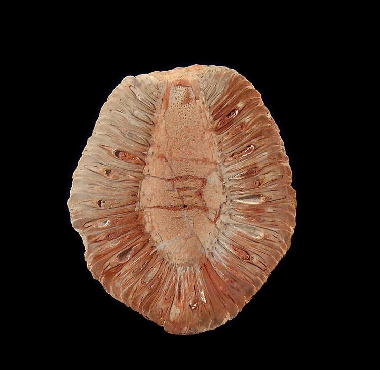 Araucaria mirabilis polished half for sale | Buried Treasure Fossils Araucaria mirabilis polished half for sale | Buried Treasure Fossils