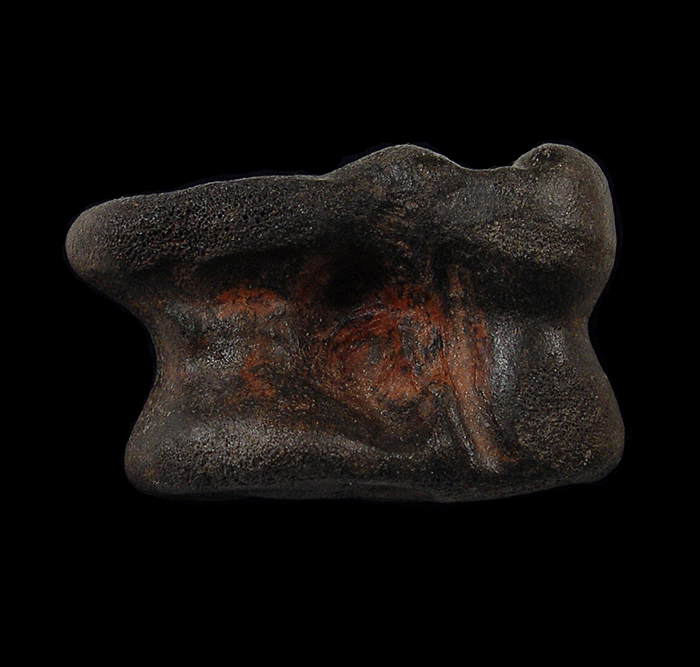 P.phoebus（1メス、アラスカ産） Fossil bison astragaleus from Florida | Buried Treasure Fossils