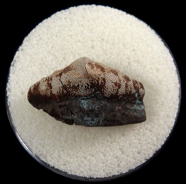 Agassizodus tooth Buried Treasure Fossils