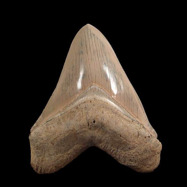 Caribbean Megalodons Caribbean Megalodons