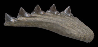 Edestus - Scissor Tooth Shark