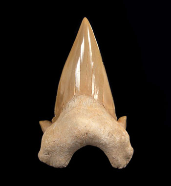 Otodus Shark Teeth