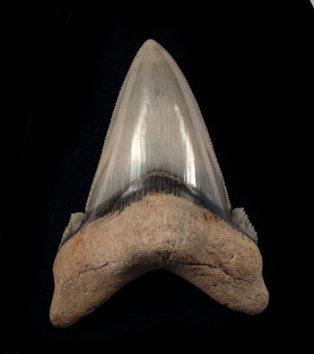 Auriculatus Teeth Auriculatus Teeth