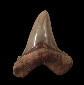 Angustidens Shark Tooth Fossils