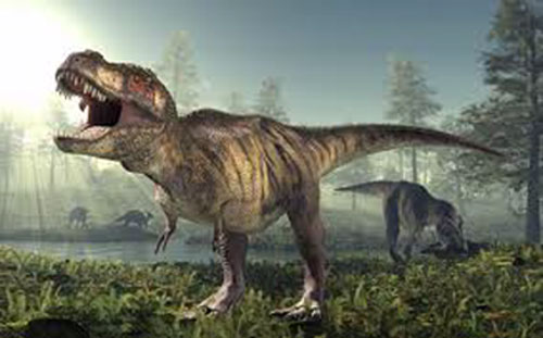 Tyrannosaurus rex  (T-Rex) Teeth & Fossils