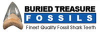 Buried Treasure Fossils