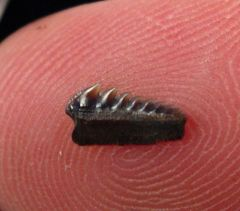 Did a Megalodon Lose Its Tooth in the UK, or Is That Just British Fossil Banter?