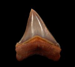 Megalodon Tooth from Peru—Insights into Shark Evolution Across the Miocene and Pliocene