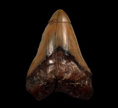 Looking for Rare Fossil Shark Teeth from the United Kingdom?
