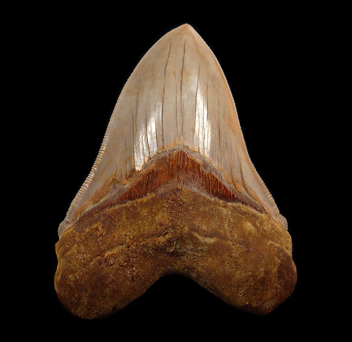 What Makes Otodus Megalodon Teeth from Sharktooth Hill So Unique