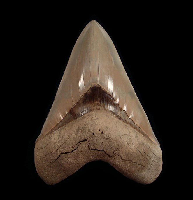 Could You Outbite a Megalodon? Spoiler: This Lee Creek Tooth Might!