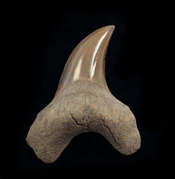 Want to Buy a Genuine Parotodus Tooth for Sale Online?