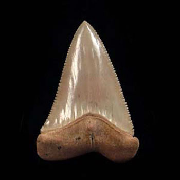 What Makes Megalodon and Great White Teeth Tell Different Survival Stories