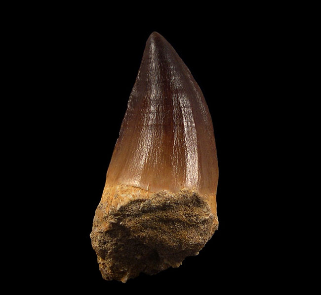 Tracing the Mystery of a Fake Megalodon Tooth