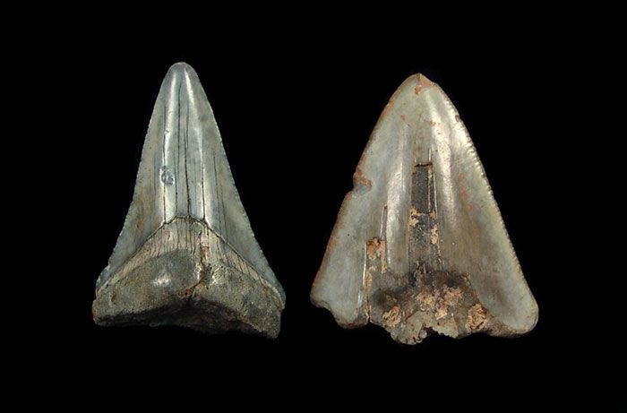 How to Identify an Authentic Indonesian Megalodon Tooth Fossil