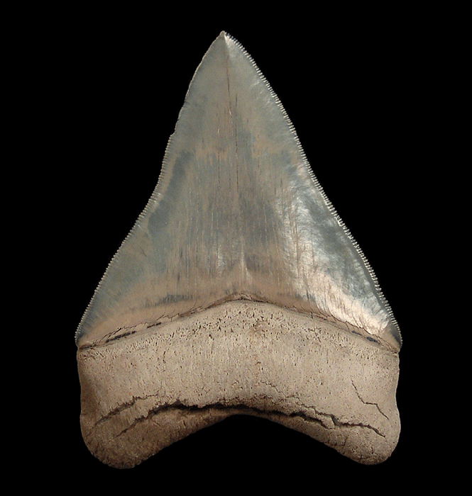 Hunting Otodus megalodon - Lee Creek? Claim One Before It’s Gone