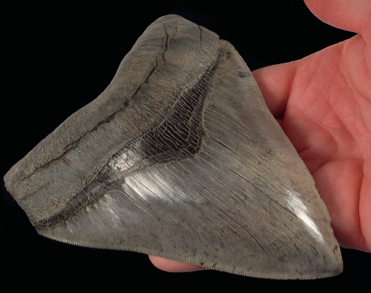 How to Easily Farm Megalodon Tooth in ARK Like a Pro