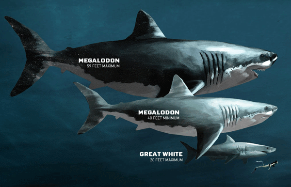 Largest Megalodon Tooth and Its Role in Video Games and Virtual Oceans