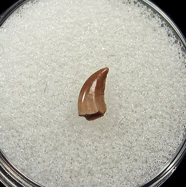 Why Finding a Raptor Tooth in Texas is as Fascinating as a Velociraptor Tooth