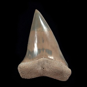 Collecting Rarity: Why Copper Red Megalodon Teeth Are So Scarce & Highly Prized