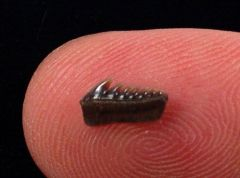 Not Sure What That Megalodon Tooth Should Cost? UK Guide for Buyers