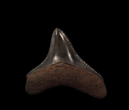Tracing History—New Megalodon Tooth Found in Morocco and Its Global Significance