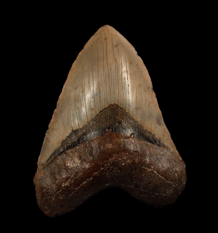 Megalodon Tooth Ledges as Windows into Miocene and Pliocene Marine Ecosystems
