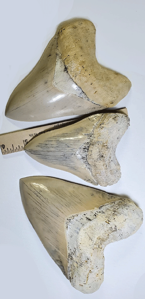 Why Megalodon Teeth Are Considered Investment Fossils by Some Collectors