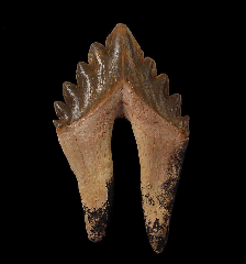 Georgia Megalodon Tooth and the Story of Ancient Oceans