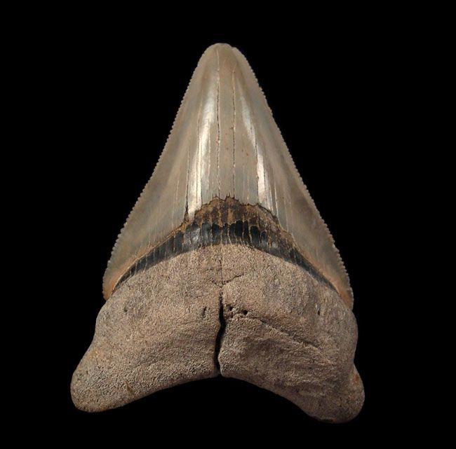 Ancient Wonder Of The Aurora Megalodon Tooth