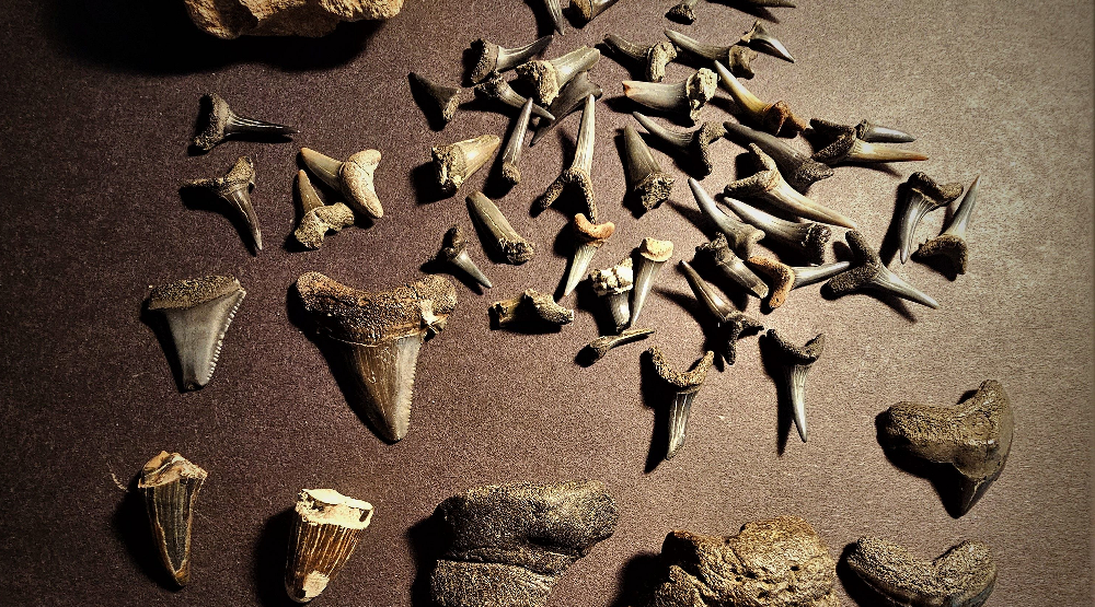 Why Intact Root Matters When Collecting Fossil Shark Teeth