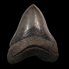 What separates Otodus megalodon Indonesia teeth from other global Meg sites