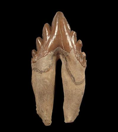 From Predator to Artifact A Whale Tooth’s Tale