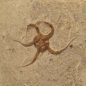 How Morocco Became the Fossil Capital for Brittlestars and Starfish