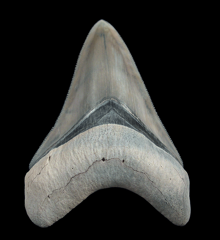 Which Fossils Hold Value Today? Start With Bone Valley Otodus Teeth