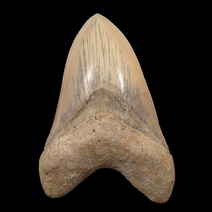 Could Giants Like the Megalodon Have Ruled the Caribbean Seas?