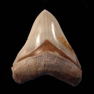 What Makes Otodus Megalodon Teeth from Indonesia So Distinctive