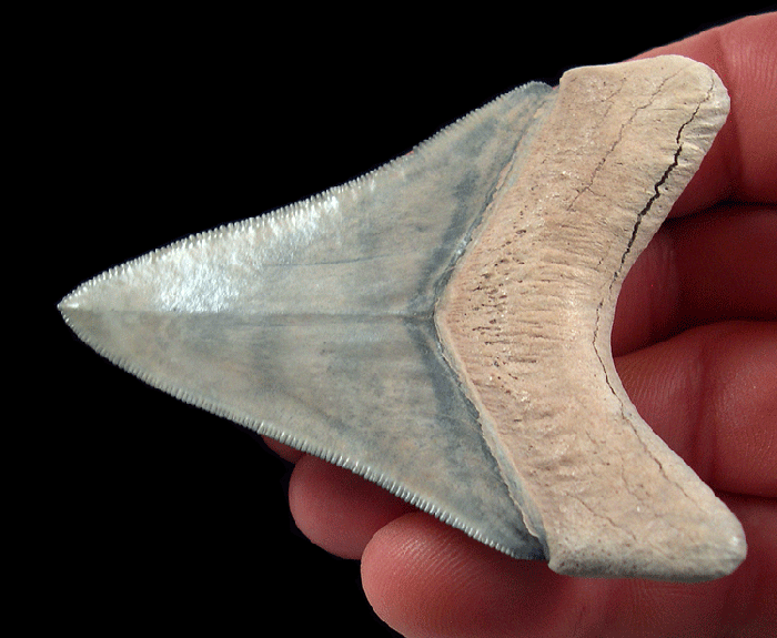 What Silent Stories Are Buried in the Sediments Beneath Bone Valley Teeth