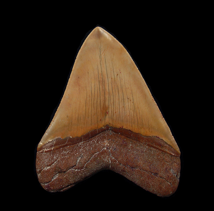 Carcharocles Megalodon Morocco Fossil Treasures for Collectors