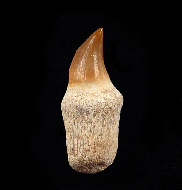 Searching for Museum-Grade Fossils? Shop Mosasaur Teeth Now